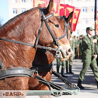 Состоялась первая тренировка конного расчета к параду