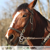 Состоялась первая тренировка конного расчета к параду