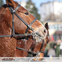 Состоялась первая тренировка конного расчета к параду