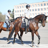 Состоялась первая тренировка конного расчета к параду