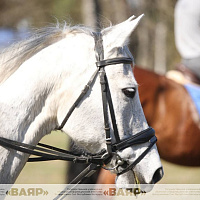 Состоялась первая тренировка конного расчета к параду