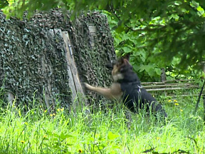 Четвероногие бойцы. Задержание нарушителя